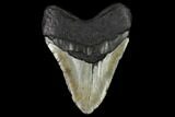 Fossil Megalodon Tooth - North Carolina #124433-2